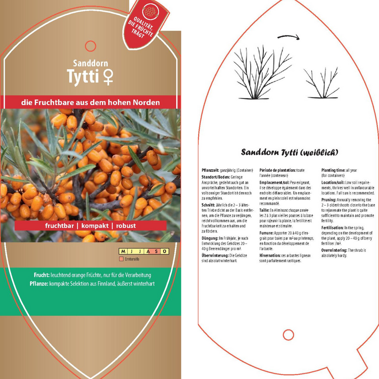 Picture labels - Hippophae rham. 'Tytti'