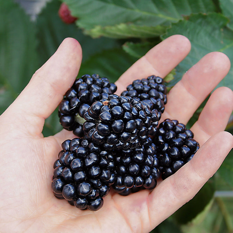 Blackberry Direttissima® Montblanc'® young plants