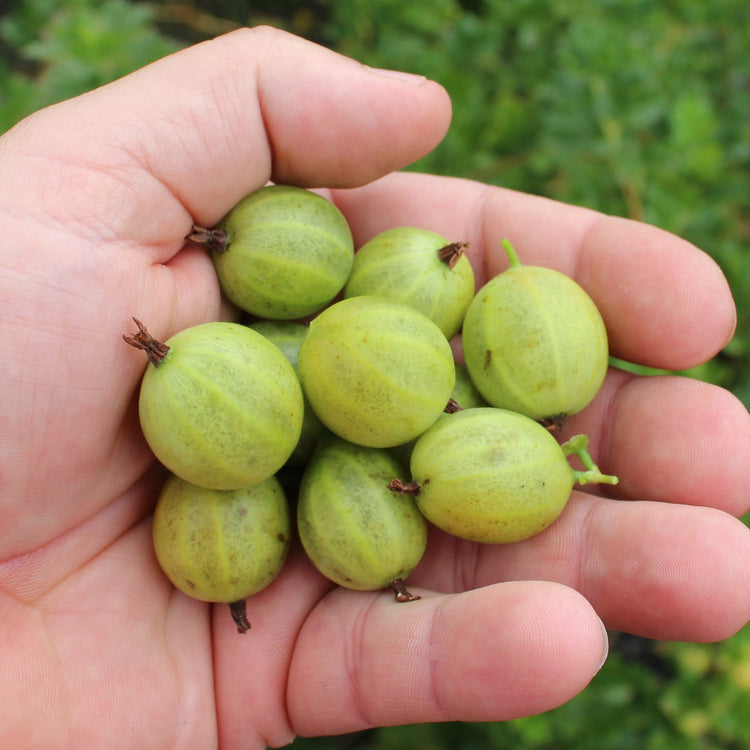 Gooseberry Easycrisp® Mr. Green® young plants