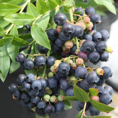 Blueberry 'Emil' young plants