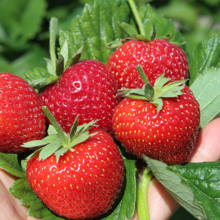 Strawberry Parfum® 'SchweizerHerz'® young plants
