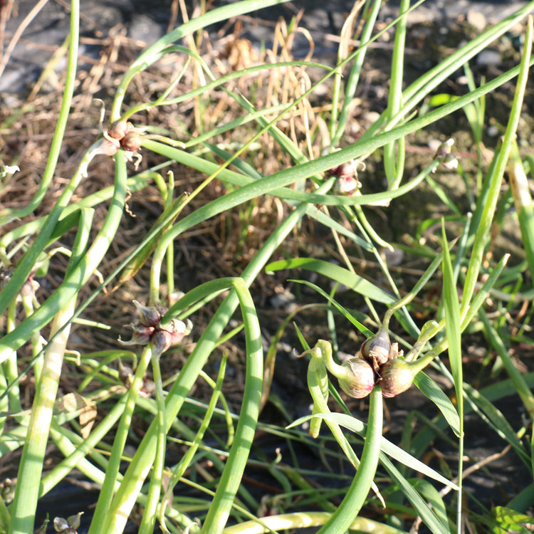 Tree onion young plants