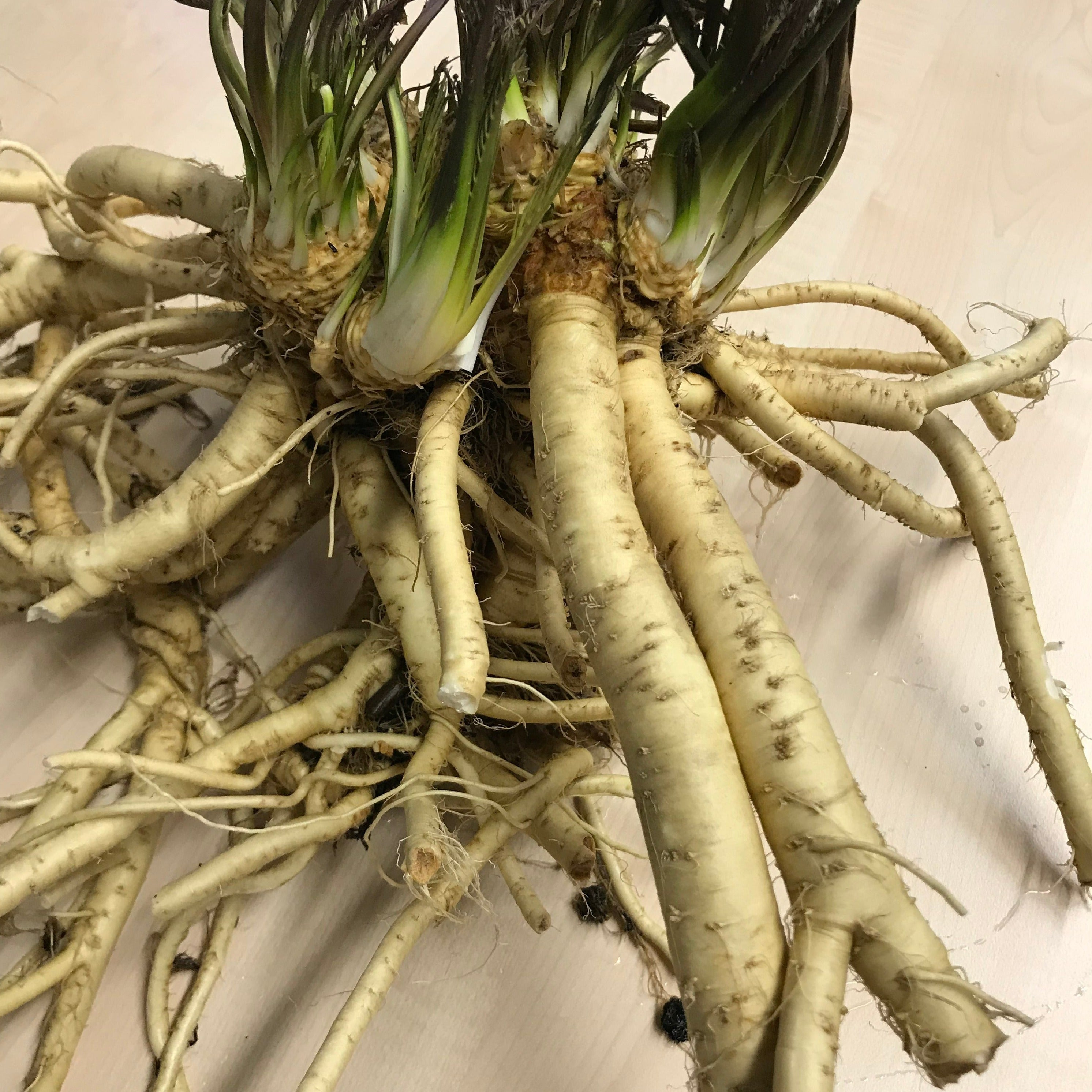 Horseradish 'Charlemagne' young plants