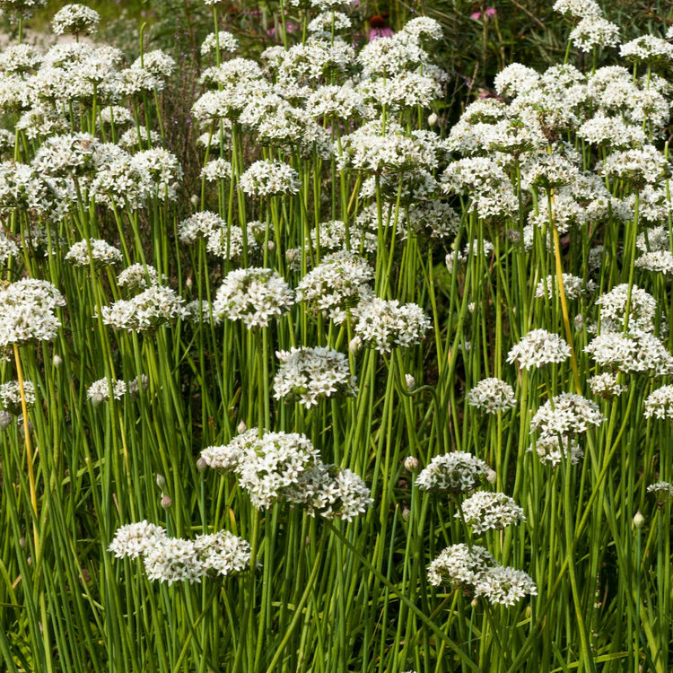 Garlic chives young plants