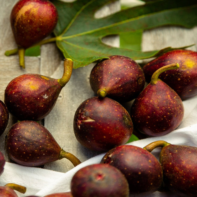 Fig Little Miss Figgy (LMF01-PBR-) young plants