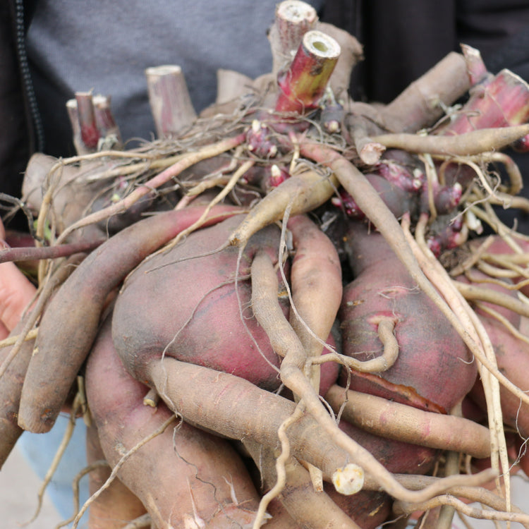Yacon red young plants