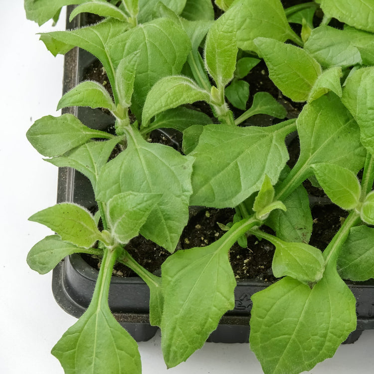 Yacon white young plants