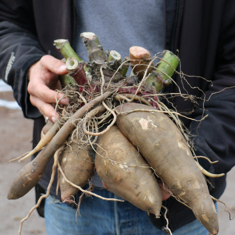 Yacon white young plants