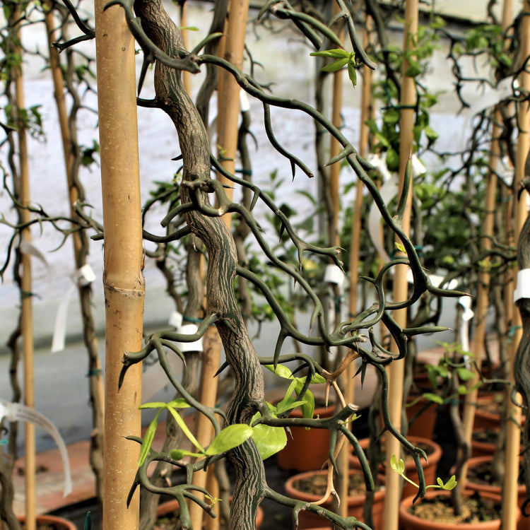 Twisted three-leaf Orange 'Flying Dragon' young plants