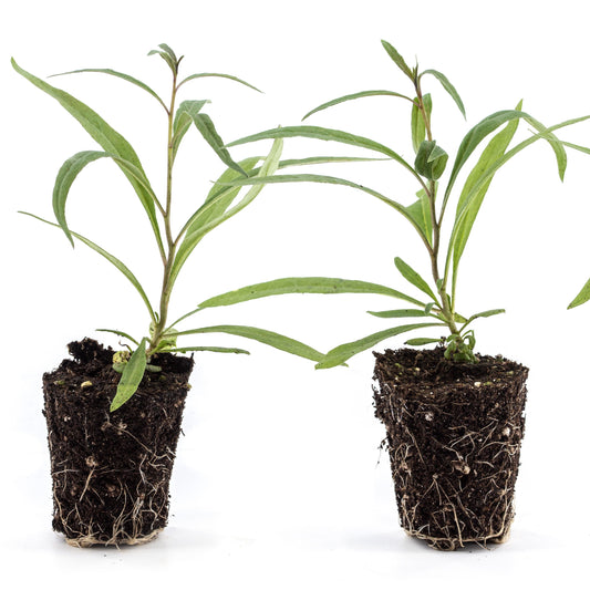 Goji 'Sweet Success'® young plants