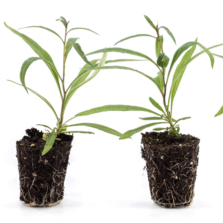 Goji 'Sweet Success'®-Jungpflanzen
