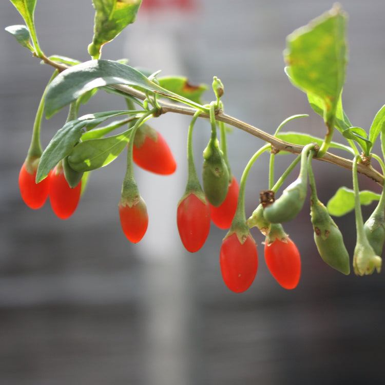 Goji 'Instant Success'® young plants