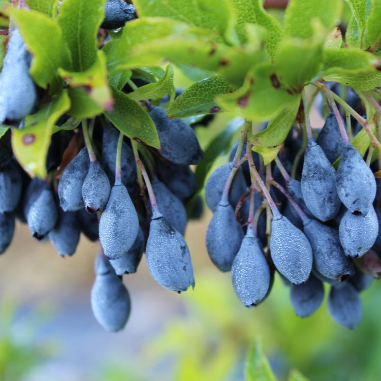 Nahaufnahme Heidelbeere Blautropf