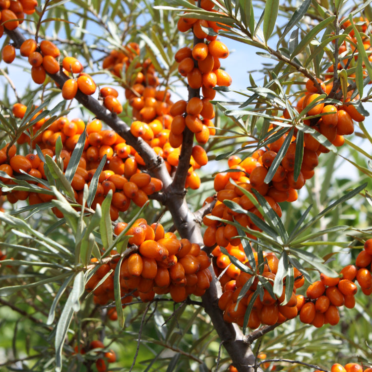 Sea Buckthorn 'Gardens Gift' young plants