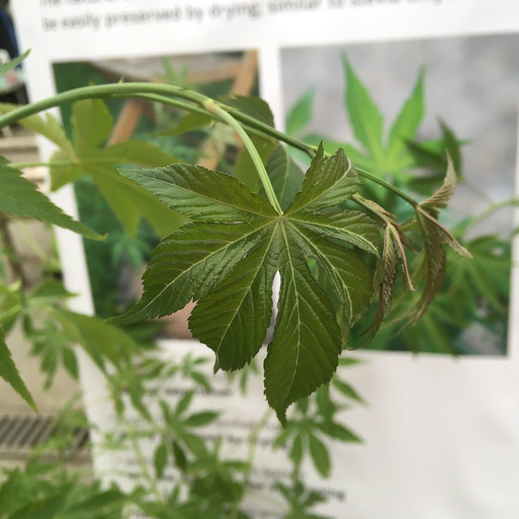 Raspberry 'Sweetleaf®' young plants