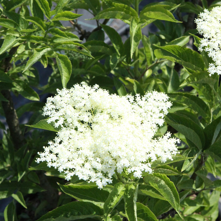 Black elderberry 'Haidegg 17' - young plants