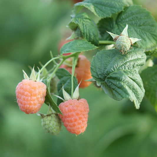 Raspberry 'Valentina®' young plants