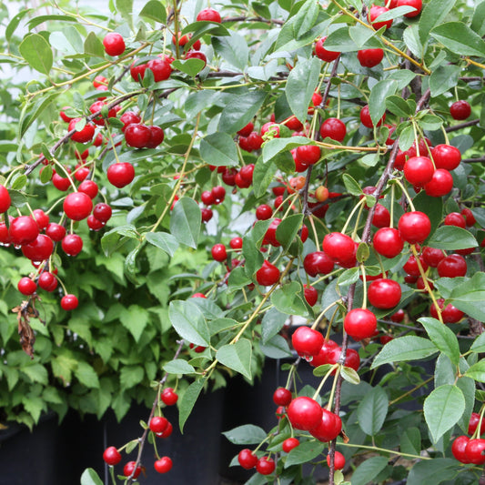 Shrub cherry 'Carmine Jewel' young plants
