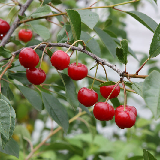Shrub cherry 'Juliet' young plants