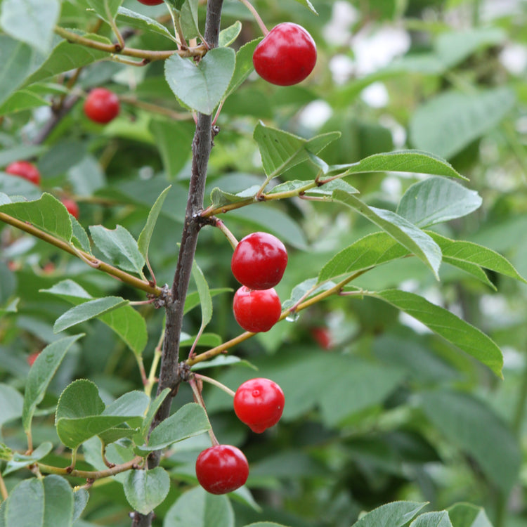 Shrub cherry 'Valentine' young plants