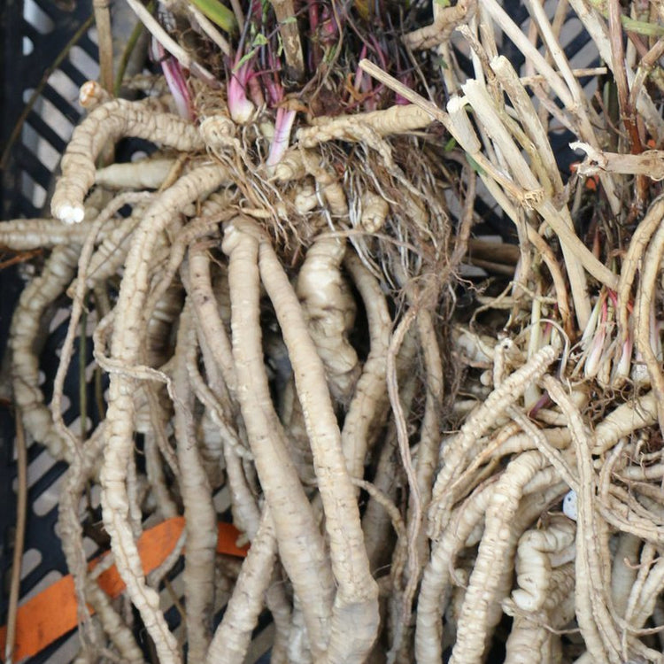 Zuckerwurzel-Jungpflanzen