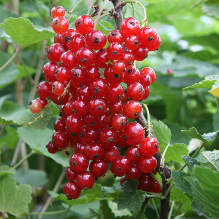 Johannisbeere 'Jonkheer van Tets'-Jungpflanzen