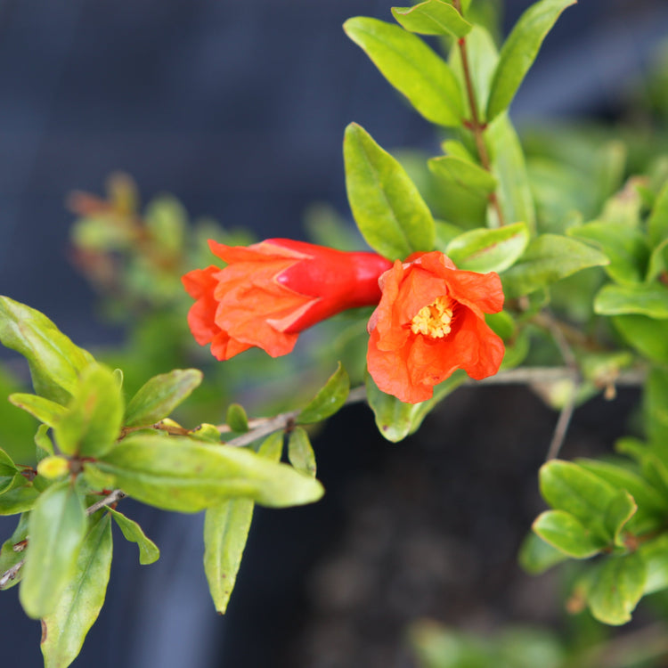 Pomegranate 'Crimson Sky' - young plants