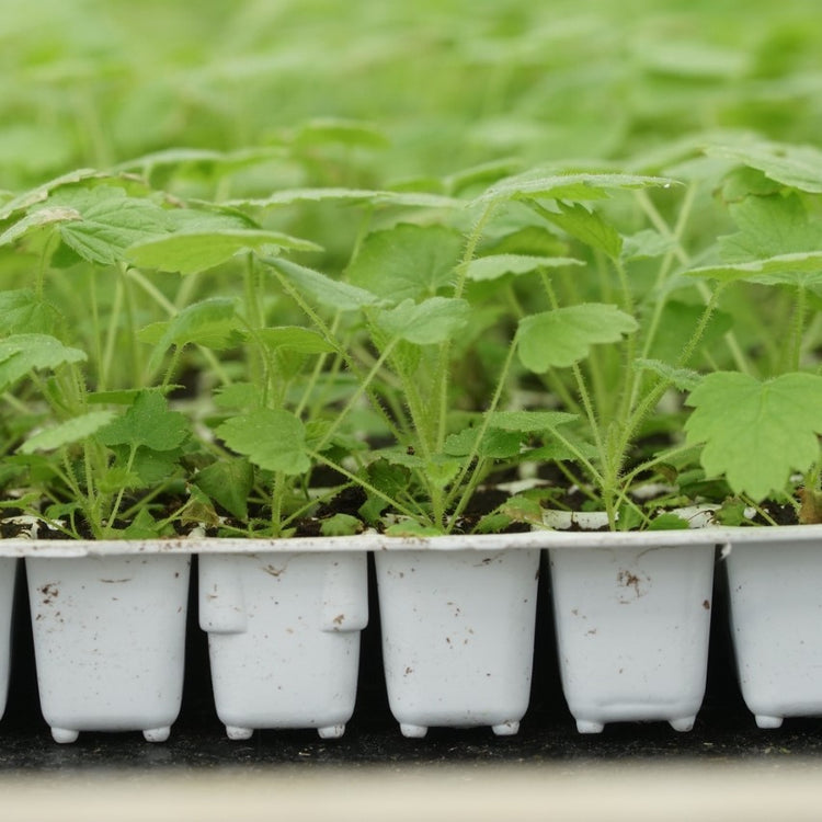 Erdbeere Parfum® 'Freejumper'®-Jungpflanzen