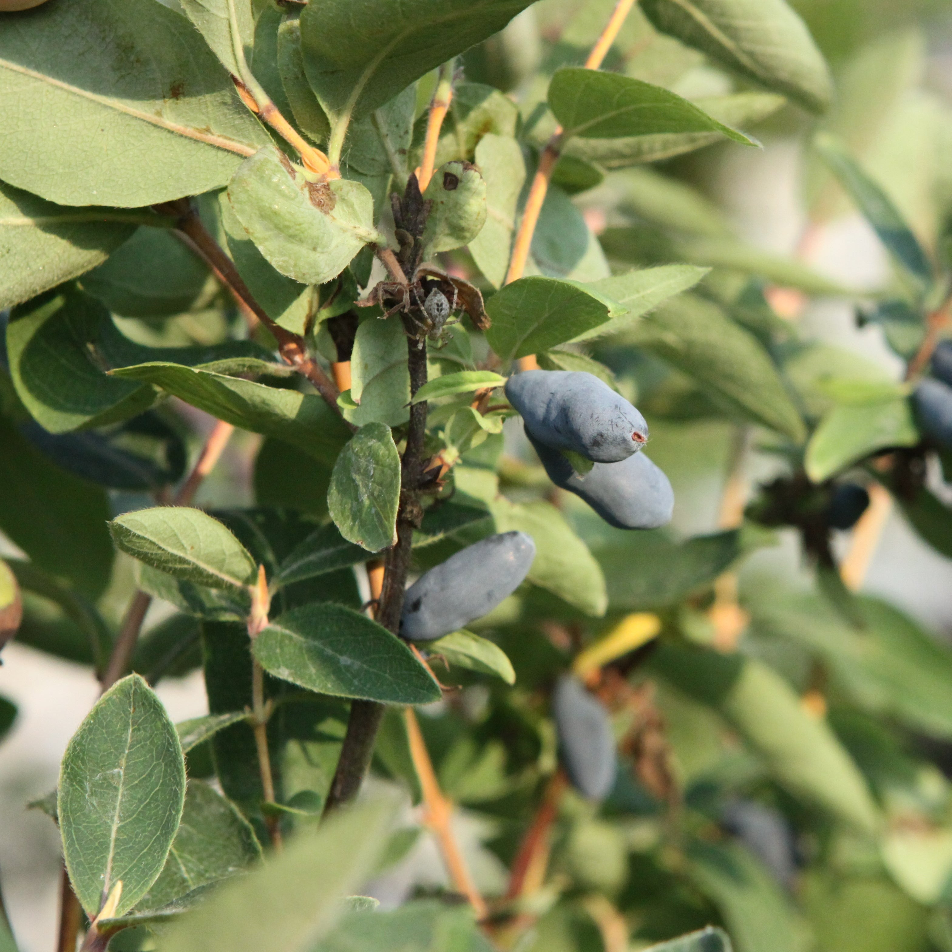 lonicera kamtschatica sorten Blaue Heckenkirsche 'Altai'-Jungpflanzen