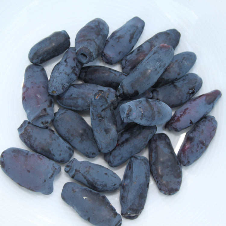 Strawberry® 'Aurora' young plants