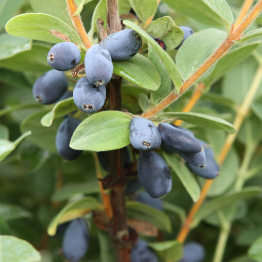 Firstberry® 'Blue Sea' young plants