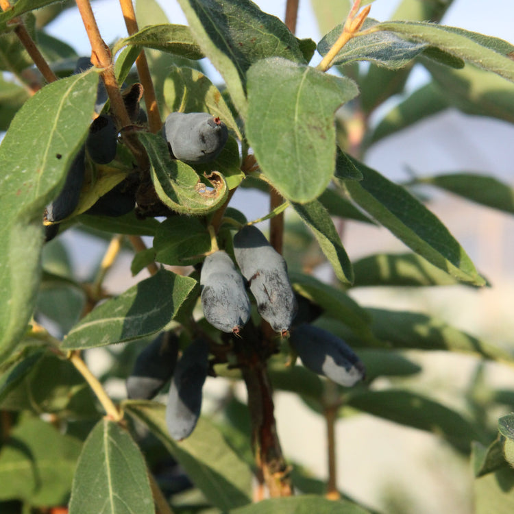 Blue honeysuckle 'Martin' young plants