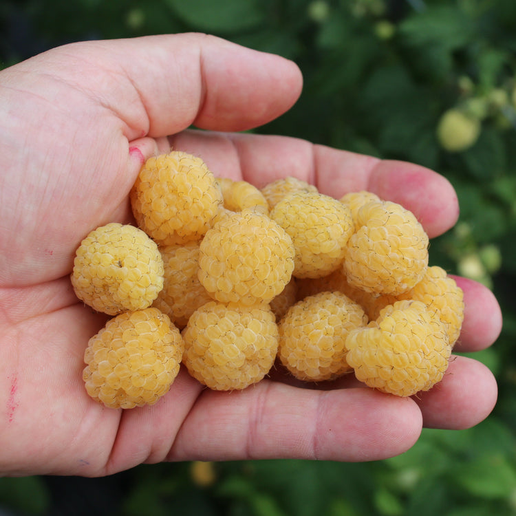 Raspberry Lowberry® 'Goodasgold®' young plants