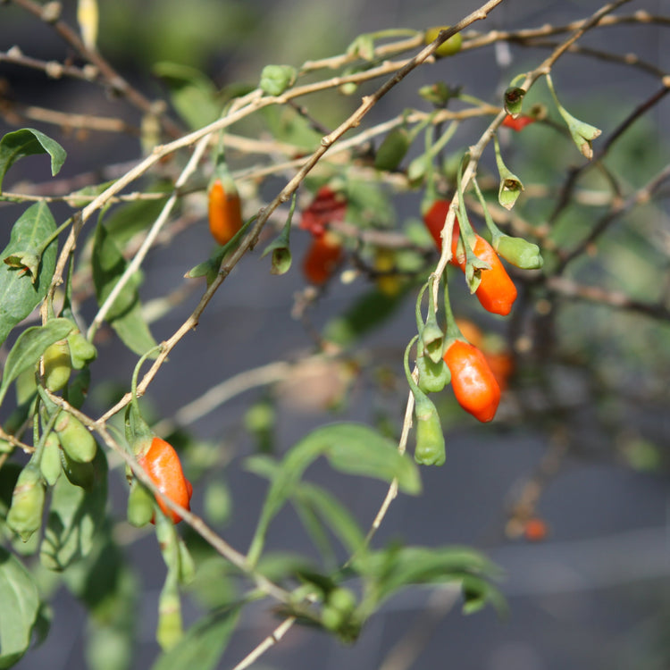 Goji 'Sweet Success'®-Jungpflanzen