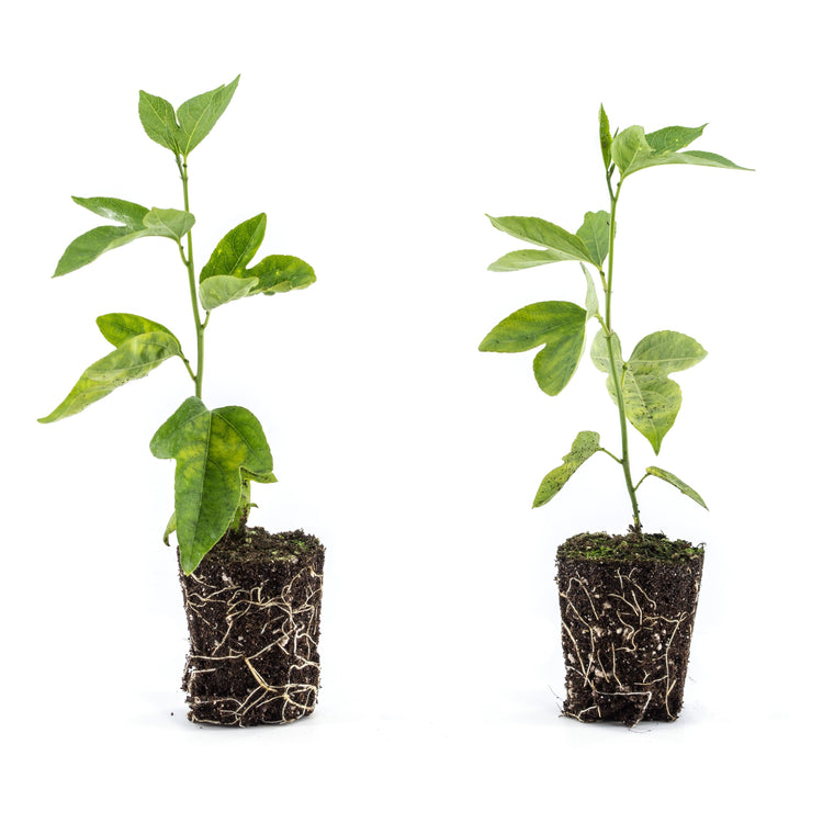 Passionsfrucht Cooltropics® Snowstar®-Jungpflanzen