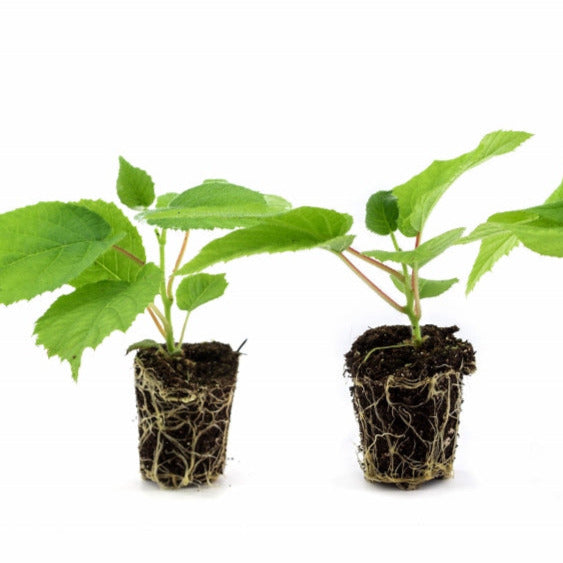 Kiwi Jenny - Jungpflanzen