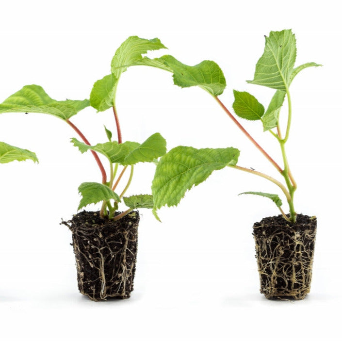 Kiwi Koryoku - Jungpflanzen