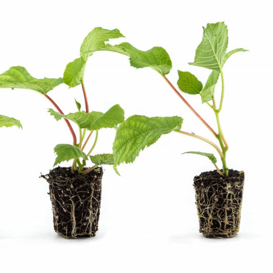 Kiwi Kivite® - young plants