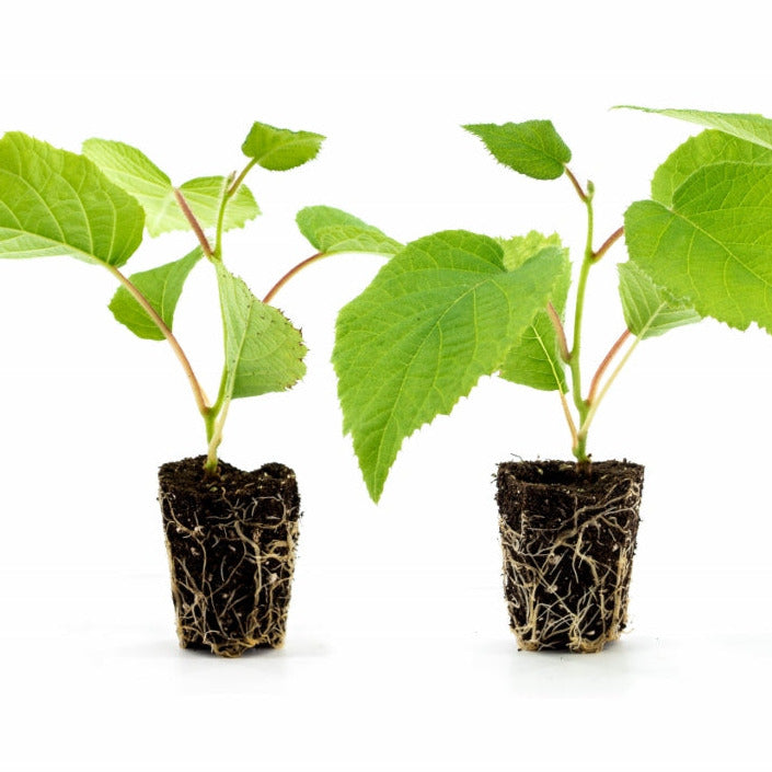 Kiwi Tomuri - young plants