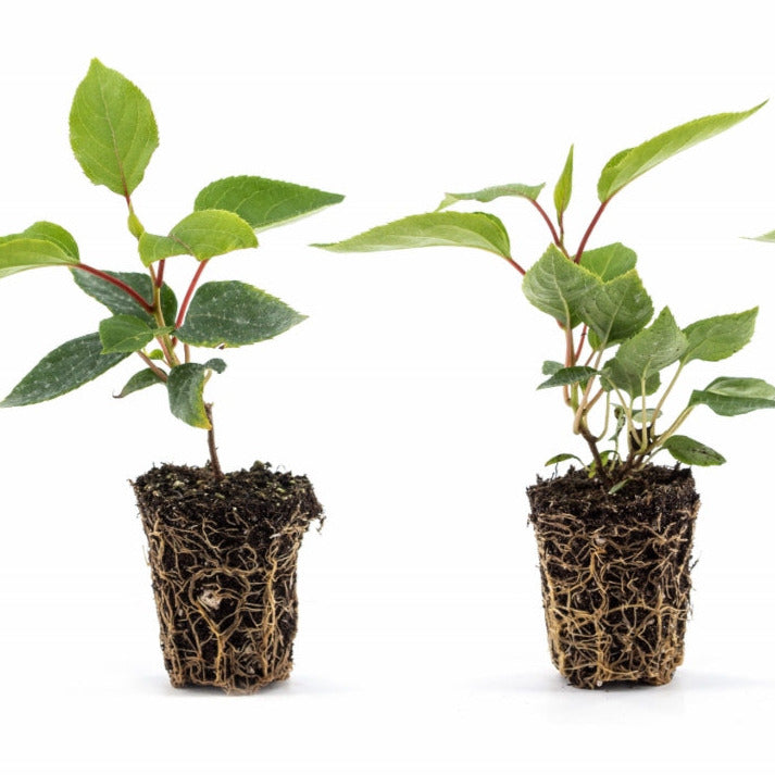 KiwiBerry® Super Jumbo