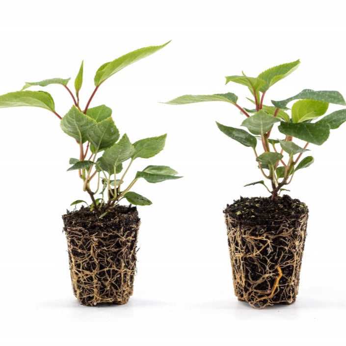 KiwiBerry® Super Issai