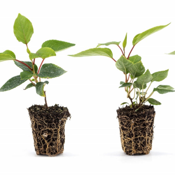 KiwiBerry® Red Jumbo