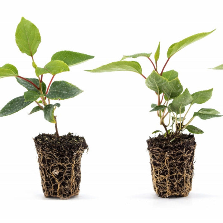 KiwiBerry® Prince Jumbo