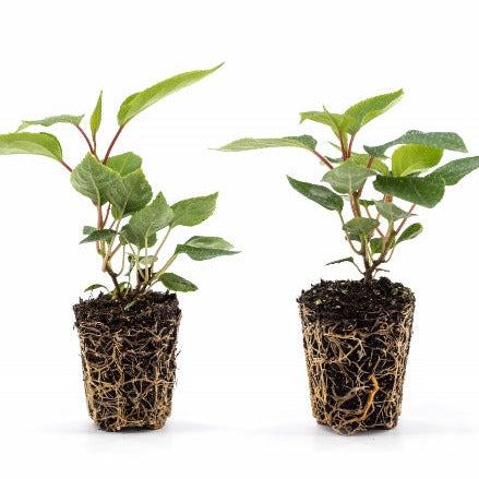 Kiwiberry® Fresh Jumbo