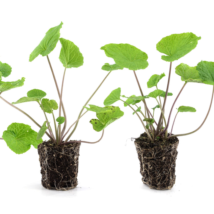 Wasabi 'Matsum'-Jungpflanzen