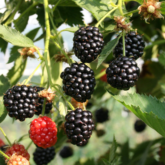 Blackberry Navaho® 'Summerlong'® young plants
