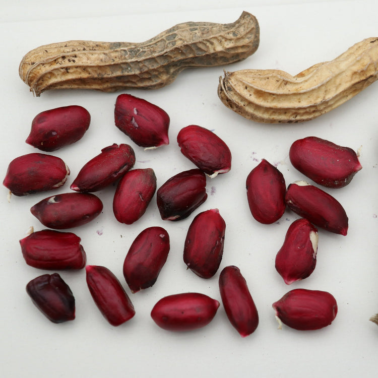 Peanut 'Justmore'® young plants