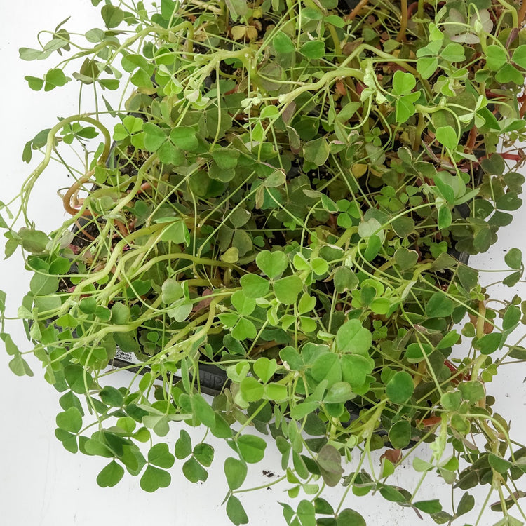 Oca 'Tuberello' young plants