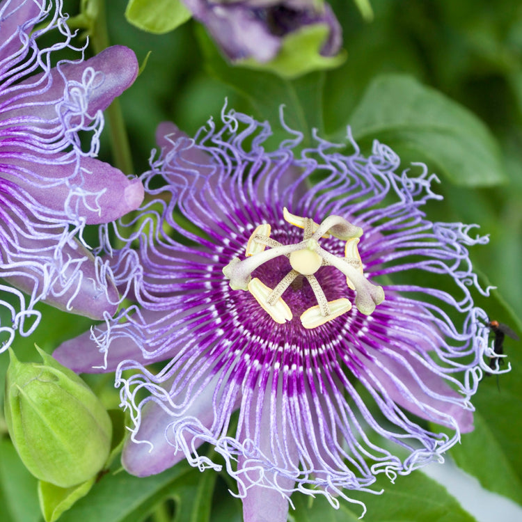 Passionsfrucht Cooltropics® 'Eia Popeia'®-Jungpflanzen