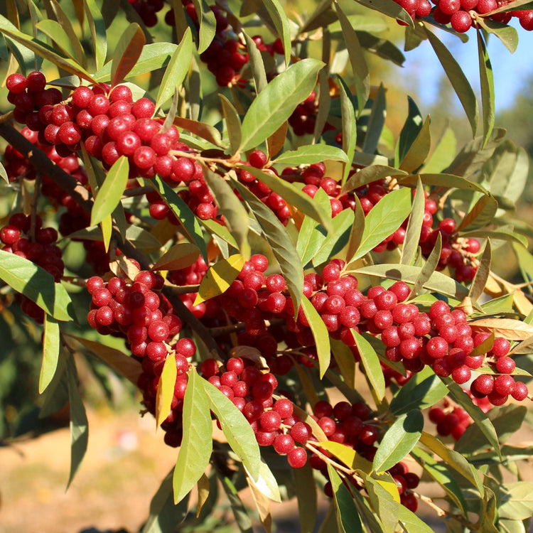 Oleaster Pointilla® 'Amoroso®' young plants